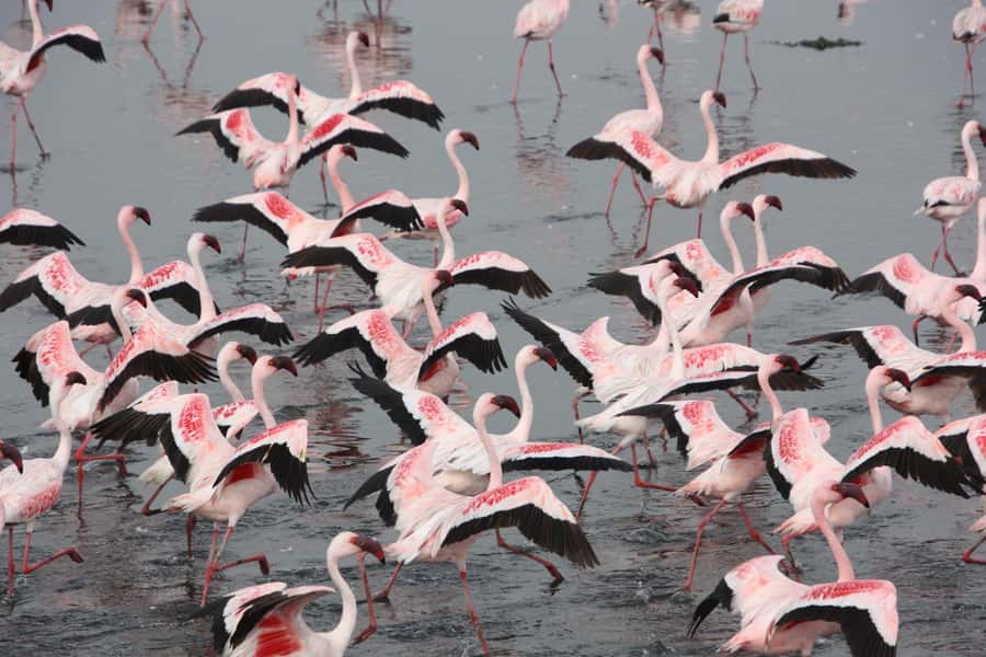 Walvis Bay: Pelican Point Seal and Sandwich Harbour Tour - The !Nara Valley game drive: oryx, ostrich, springbok