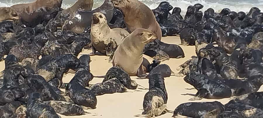 Walvis Bay: Pelican Point Seal and Sandwich Harbour Tour - Pelican Point Lighthouse and friendly seals in shallow water