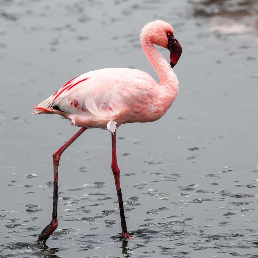 Walvis Bay: Sandwich Harbour Half-Day 4x4 Scenic Excursion - Why Sandwich Harbour Feels Different From Other Desert Trips