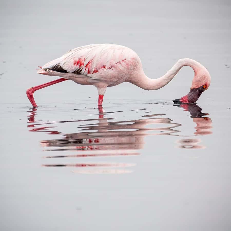 Walvis Bay: Sandwich Harbour Half-Day 4x4 Scenic Excursion - Salt Works and the Tide Decision: Why Your Route Can Change