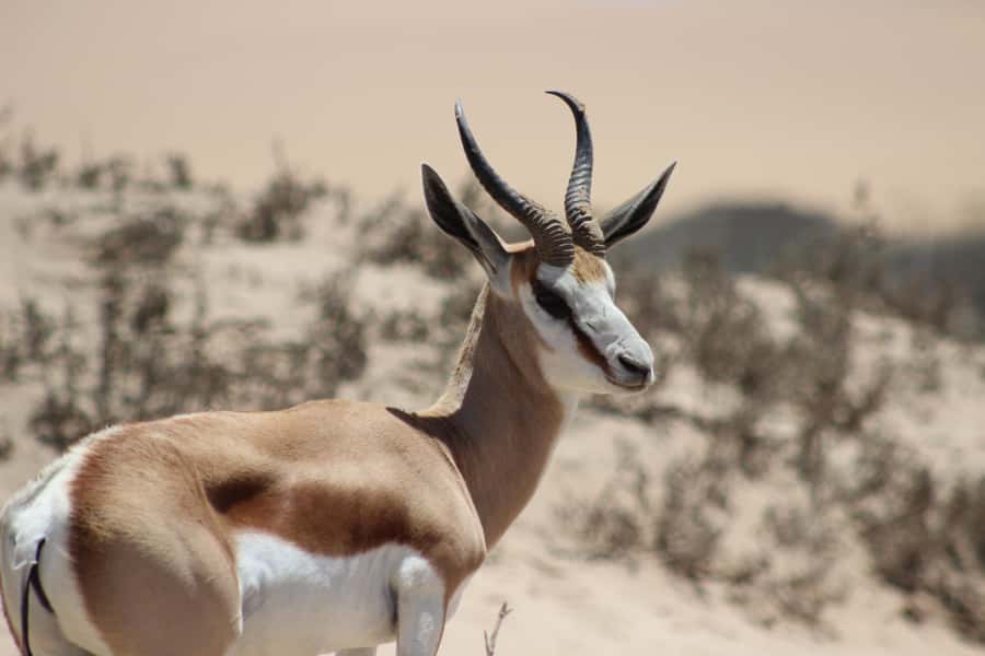 Walvis Bay: Sandwich Harbour Half-Day 4x4 Scenic Excursion - Price and Value for a $130, 4-Hour 4x4 Day
