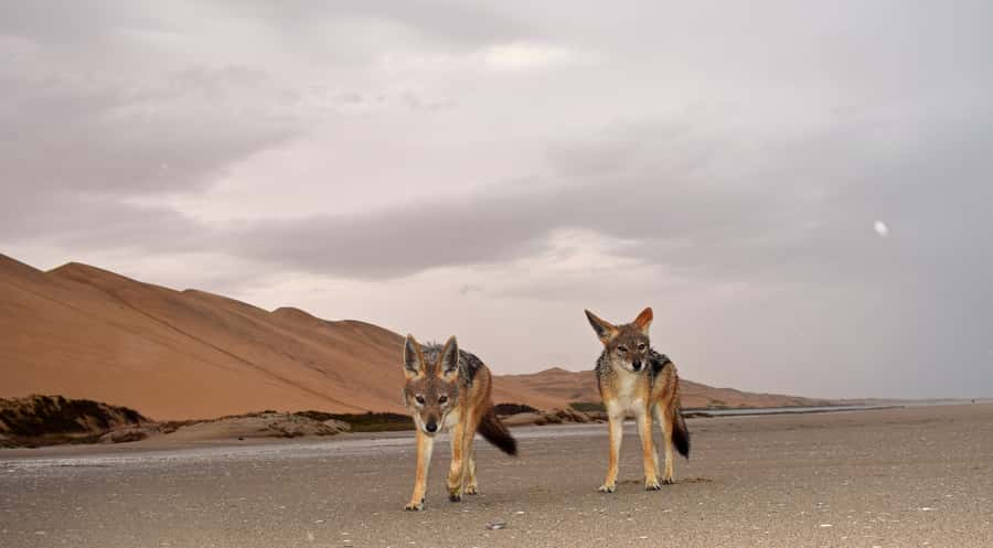 Walvis Bay: Sandwich Harbour Sunset Photography Tour - Photo timing tips for shooting the sun over the ocean