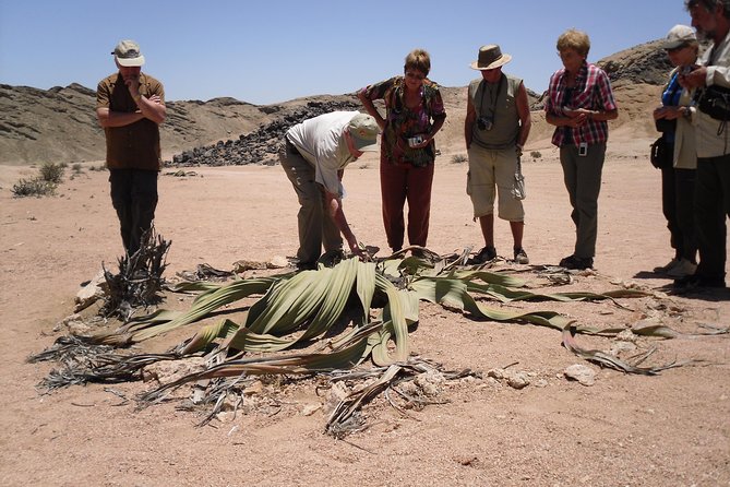 Welwitschia Tour from Swakopmund - Key things to know before you go