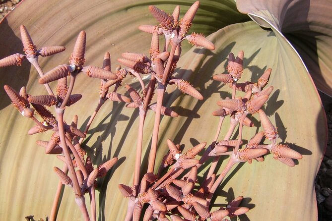 Welwitschia Tour from Swakopmund - A 2:00 pm Swakopmund pickup, then straight into the rugged terrain