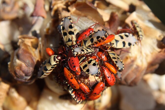 Welwitschia Tour from Swakopmund - What you get for the price: $55.39 that includes the park fees