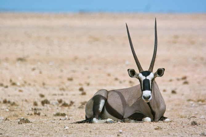 Wildlife and Landscape Tour- full-day (7hours) from Walvis Bay - Key highlights worth planning for