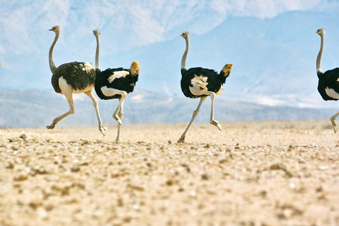 Wildlife and Landscape Tour- full-day (7hours) from Walvis Bay - A guided day in Namib Naukluft from Walvis Bay