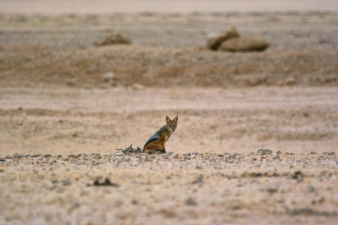 Wildlife and Landscape Tour- full-day (7hours) from Walvis Bay - Picnic lunch inside the park, snacks, and drinks