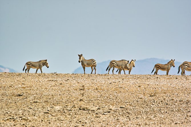 Wildlife and Landscape Tour- full-day (7hours) from Walvis Bay - Guide expertise and small-group attention