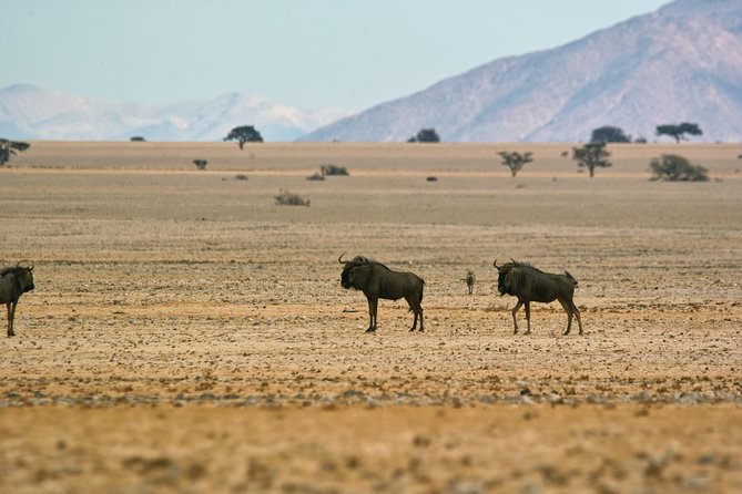 Wildlife and Landscape Tour- full-day (7hours) from Walvis Bay - Getting what you need: pickup, tickets, and what is not included