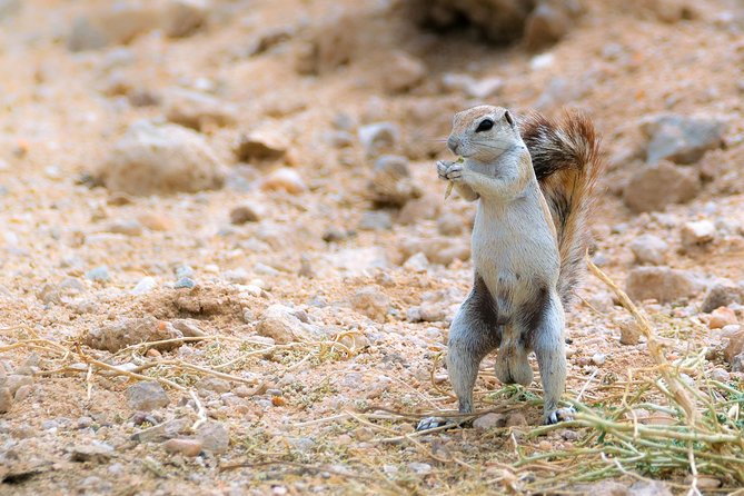 Wildlife and Landscape Tour- full-day (7hours) from Walvis Bay - Price check: $425.69 per person and what you get for it