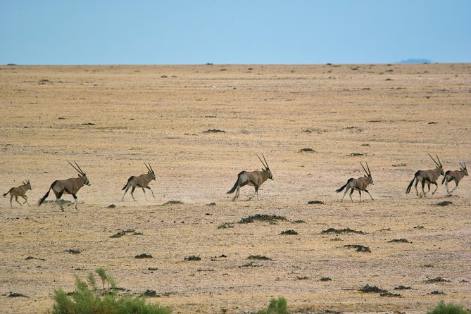 Wildlife and Landscape Tour- full-day (7hours) from Walvis Bay - Who should book this wildlife and scenery day trip?