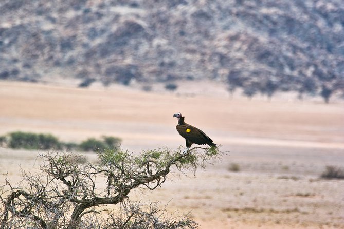 Wildlife and Landscape Tour- full-day (7hours) from Walvis Bay - The full-day timing: about 8 hours, with a big park block
