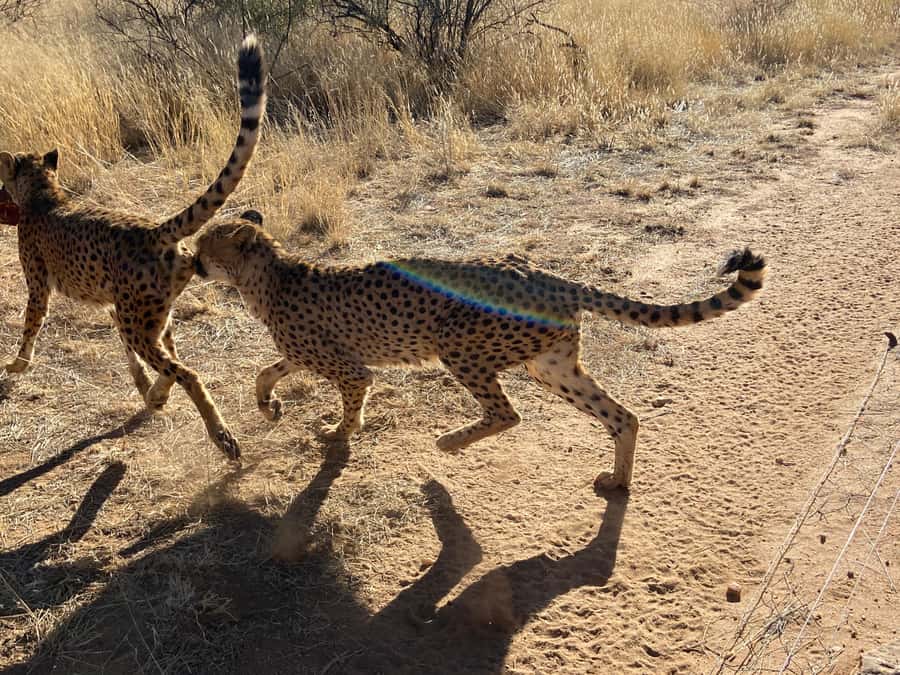 Windhoek : Cheetah walk Experience - Key Things That Make This Cheetah Walk Worth Your Time