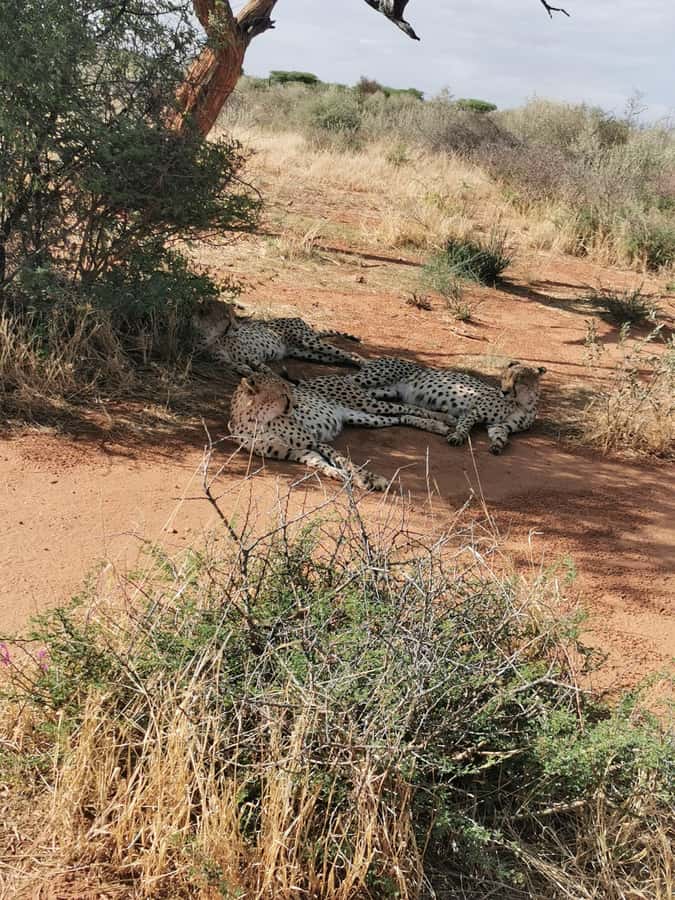 Windhoek : Cheetah walk Experience - Morning Start in Windhoek, Then Straight to Khomas
