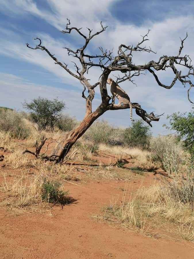 Windhoek : Cheetah walk Experience - The 90-Minute Cheetah Experience With Habituated Cats
