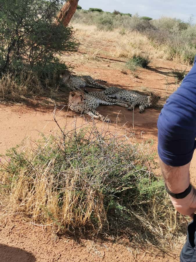 Windhoek : Cheetah walk Experience - Transportation and Timing: What the Windhoek Pickup Really Means
