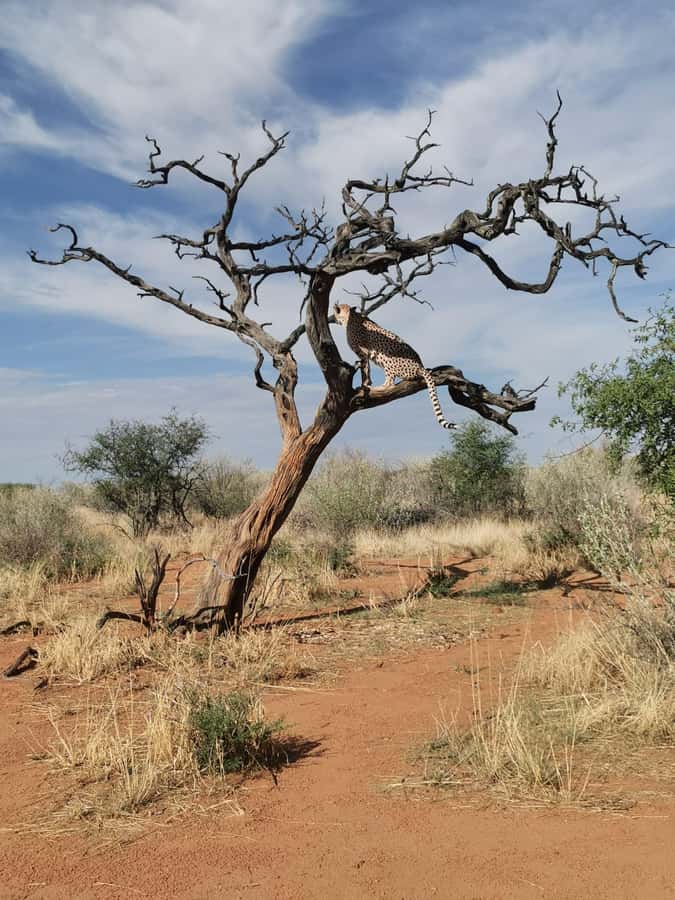 Windhoek : Cheetah walk Experience - Arriving at N/a’an ku sê: Where Conservation Drives the Visit
