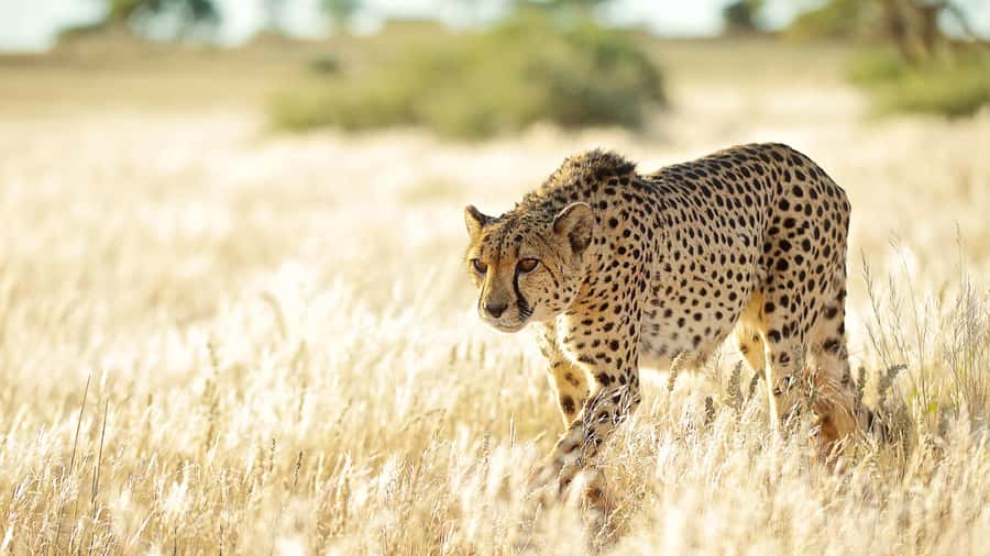 Zannier Game Drive with Hotel Pickup - Key Points That Make This Game Drive Worth Your Time